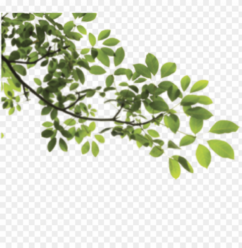 leaves and branches PNG with transparent background free