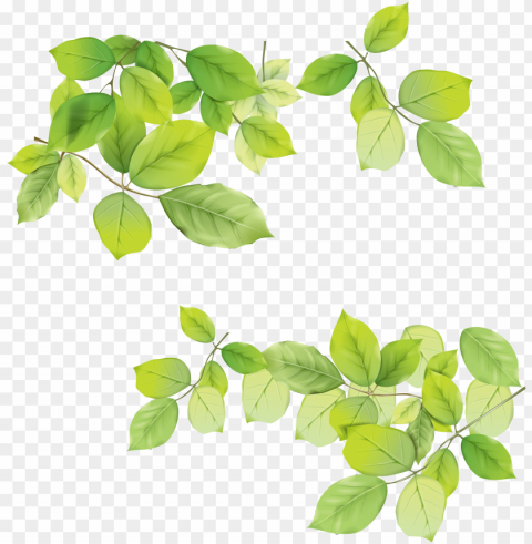 Leaves PNG Images With Transparent Space