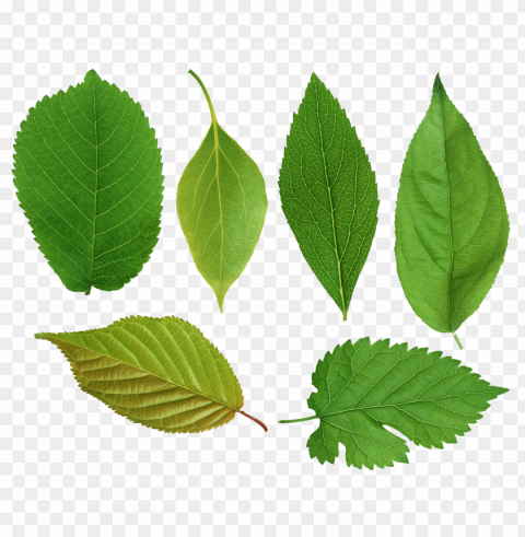 leaves PNG images without BG images Background - image ID is abb5acf1