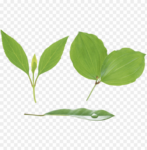leaves PNG images without licensing