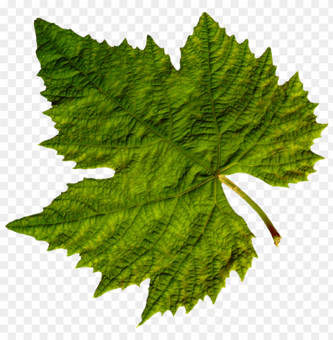 leaves PNG images without restrictions