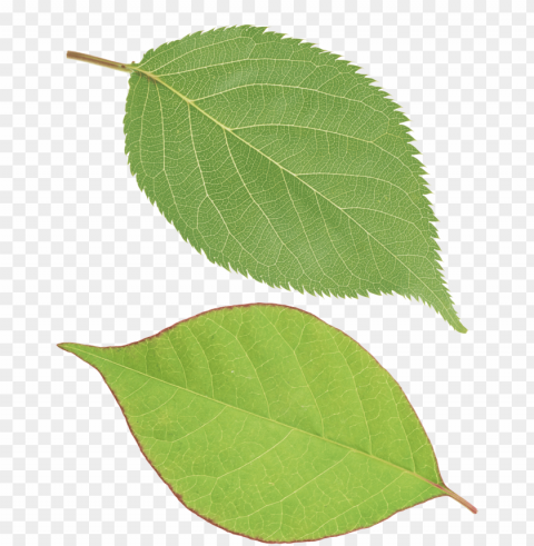 Leaves PNG Images Without Subscription