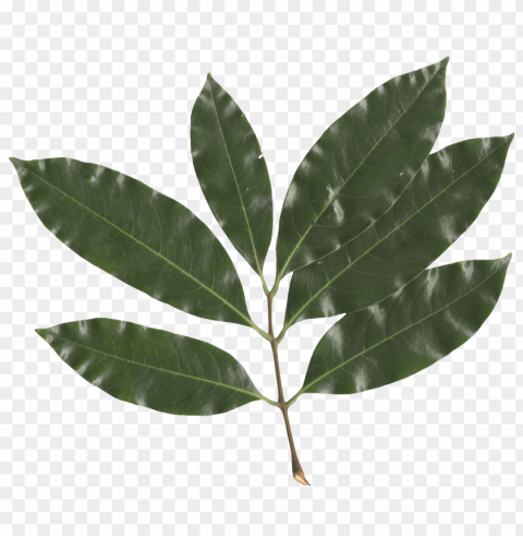 Leaves PNG Images Without Watermarks