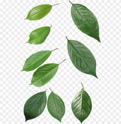 leaves PNG isolated images Background - image ID is 2fd082b8
