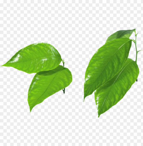 leaves PNG Isolated Design Element with Clarity images Background - image ID is 32eb18d0
