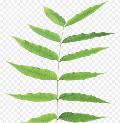 leaves PNG Isolated Illustration with Clarity images Background - image ID is 0aea6e69