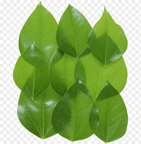 leaves PNG Isolated Object on Clear Background images Background - image ID is 8aaeaa86