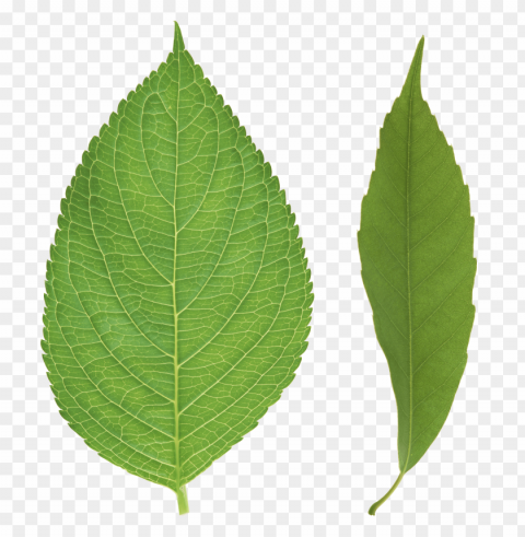 leaves PNG Isolated Object with Clarity images Background - image ID is 5f7a408f
