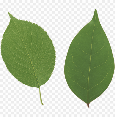 leaves PNG Isolated Object with Clear Transparency images Background - image ID is f7db0684
