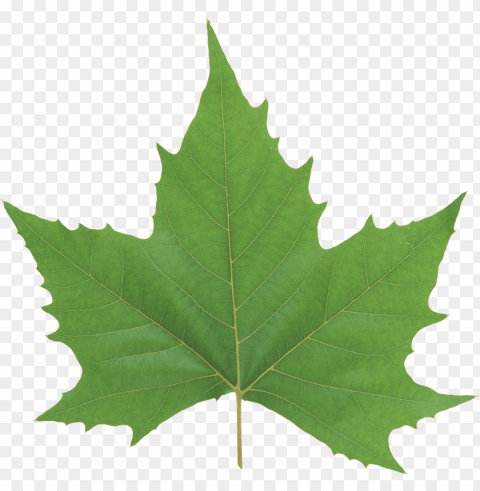 leaves PNG Isolated Subject on Transparent Background images Background - image ID is 69c914bb