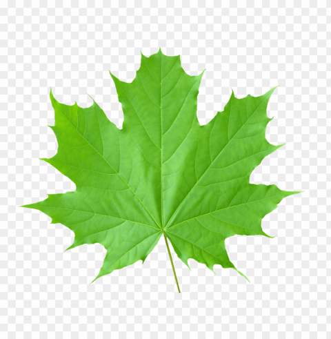 leaves PNG Isolated Subject with Transparency images Background - image ID is e10753d8