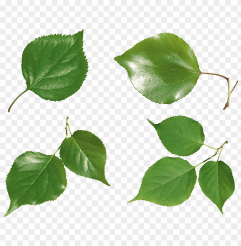 leaves PNG no background free images Background - image ID is 79fee05f