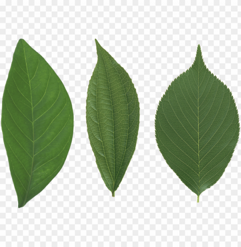 leaves PNG Object Isolated with Transparency images Background - image ID is 1420369e