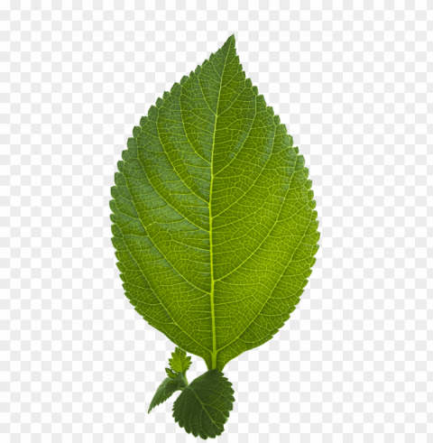 leaves PNG objects images Background - image ID is f8cb3744