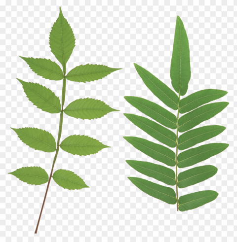 leaves PNG picture images Background - image ID is 9bccdf6f