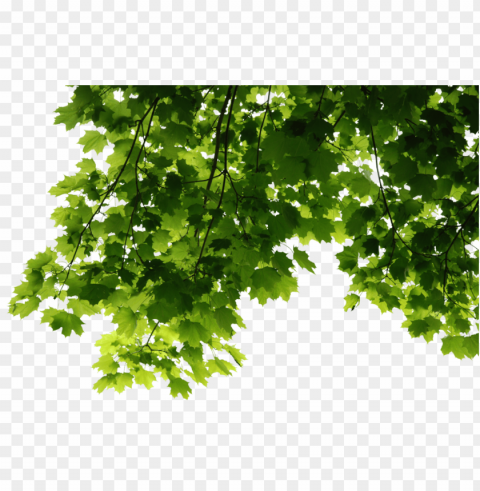 leaves PNG pictures with no backdrop needed images Background - image ID is 5f5f8fec