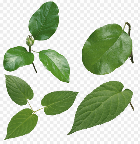 leaves PNG pictures with no background images Background - image ID is 6c9f7c44