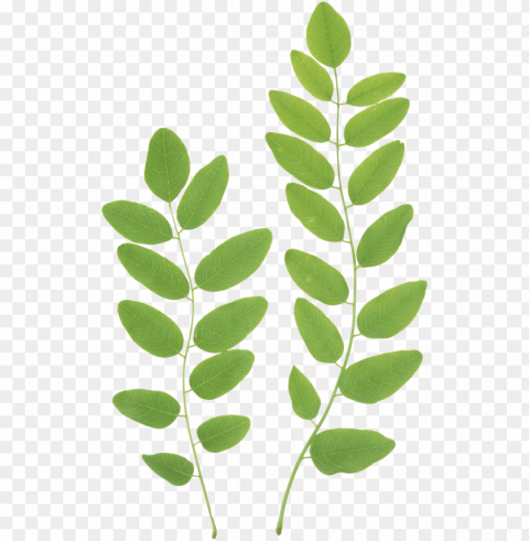 leaves PNG pictures with no background required images Background - image ID is 8ad9d8b2