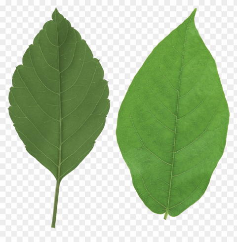 leaves PNG pictures without background images Background - image ID is 2ca12f02