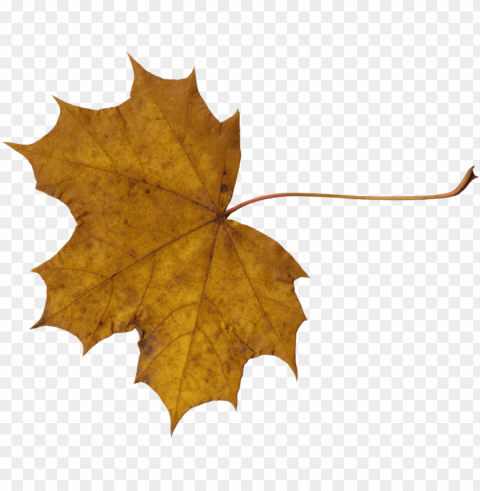 leaves PNG transparent design images Background - image ID is 9767c53a