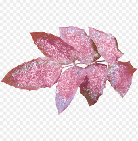 leaves - blo Transparent Background PNG Isolated Character