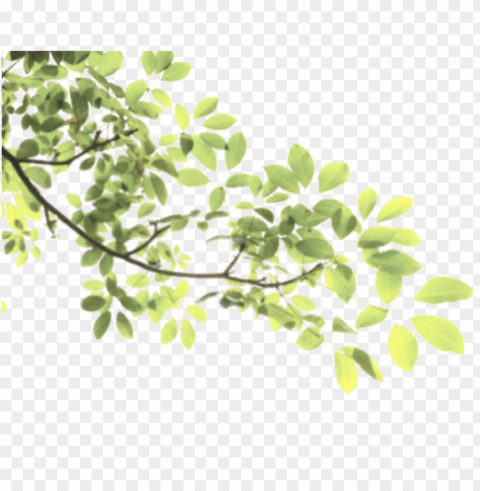 leaves tree branch sticke nature freetoedit - green branch Isolated PNG Object with Clear Background