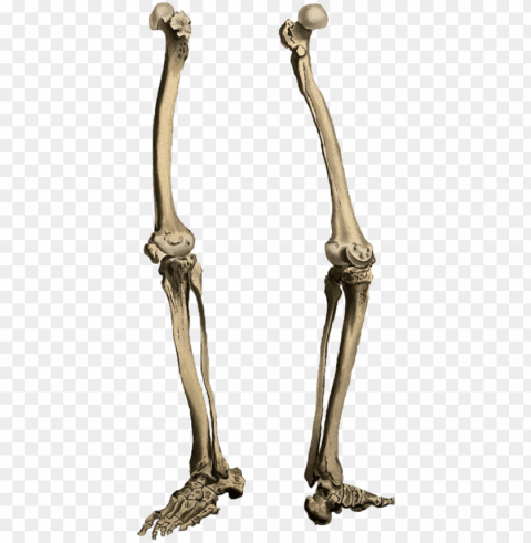 leg bone - skeleton legs Isolated Design Element in HighQuality Transparent PNG