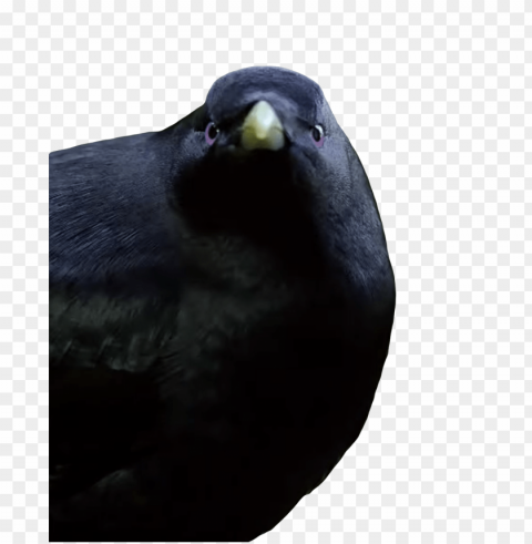 lemme smash bird PNG transparent photos vast variety