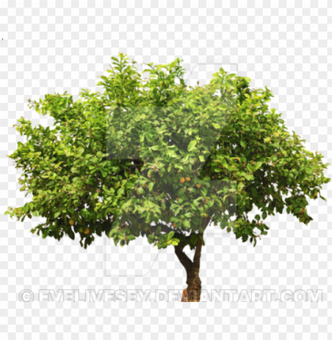 lemon tree top - lemon tree cut out Isolated Icon on Transparent Background PNG