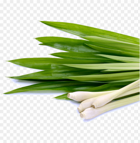 Lemongrass PNG Image With Clear Background Isolation