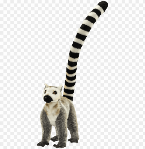 Lemur Tail - Procyo PNG Graphic Isolated With Clarity