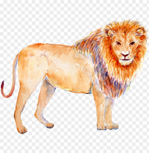 Leo - Astrological Sign Animals Isolated Illustration In Transparent PNG