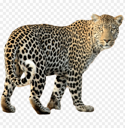 leopard transparent image - leopard PNG files with no background wide assortment