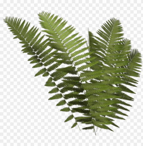 leptosporangiate fern plant clip art - ferns Transparent PNG download