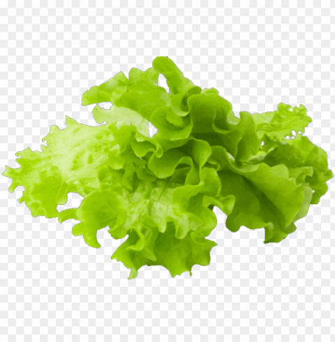 lettuce slice clipart free stock - lettuce hd PNG files with no background assortment