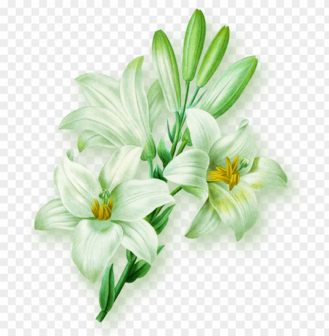 lilium flower illustration a blue lily hand PNG Image with Isolated Transparency