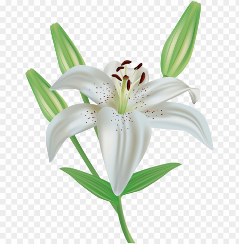 lily flower clipart image - lirio PNG images with no attribution