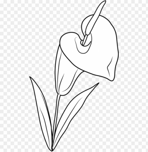 lily flower coloring page - lilies flowers clip art ClearCut Background PNG Isolated Subject