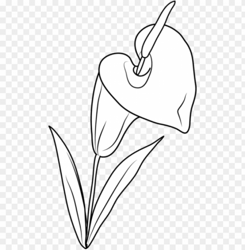 lily flower coloring page - lilies flowers clip art ClearCut Background PNG Isolated Subject PNG transparent with Clear Background ID da126f0e