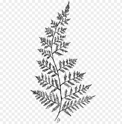 line drawing fern - fern drawing transparent PNG graphics with clear alpha channel collection