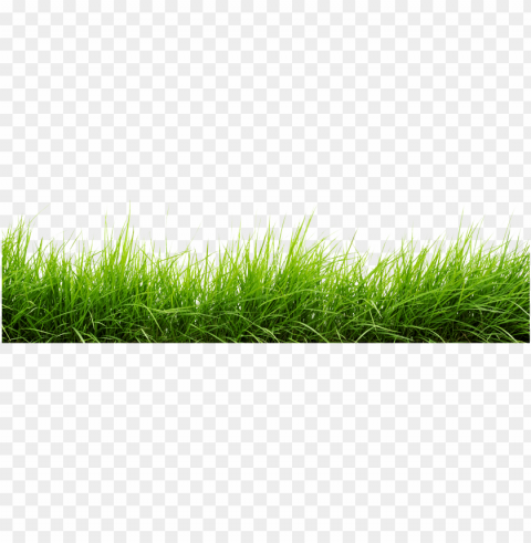 line of grass image - grass images hd PNG files with transparent backdrop complete bundle