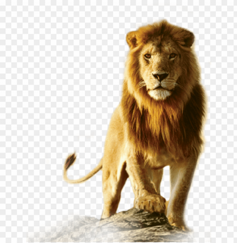 lion - lion hd PNG files with transparent elements wide collection PNG transparent with Clear Background ID 21690aaf