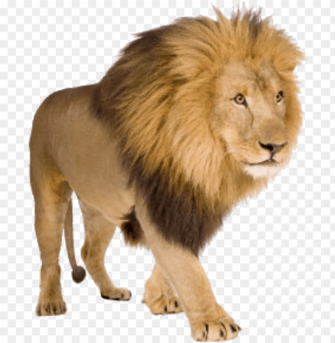 lion free download - lions with white background Isolated PNG Graphic with Transparency