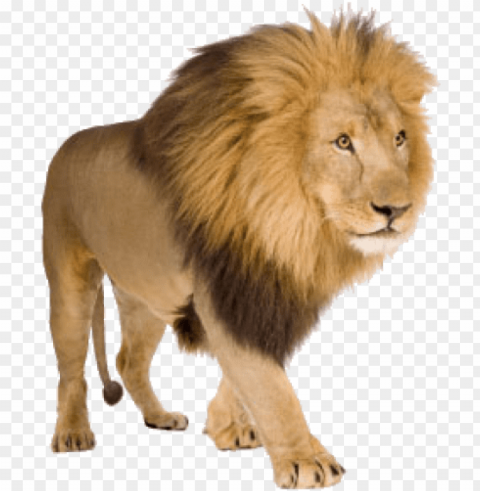 Lion Free Download - Lions With White Background Isolated PNG Graphic With Transparency