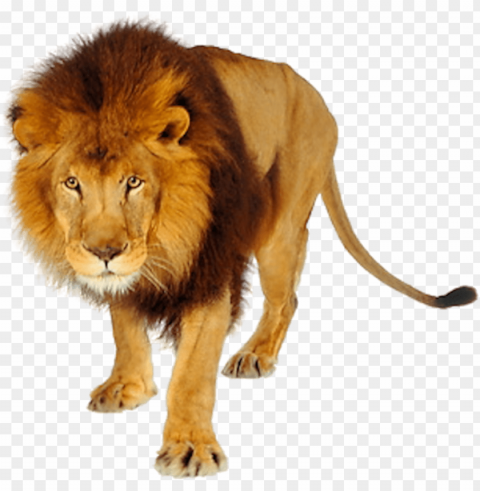 lion images and clipart free download black and - tiger and lion PNG Graphic with Transparent Isolation