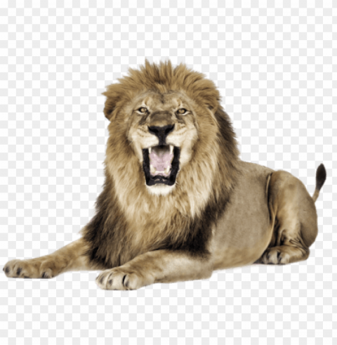 lion - lion open mouth PNG transparent elements compilation
