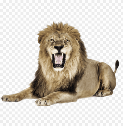 Lion - Lion Open Mouth PNG Transparent Elements Compilation