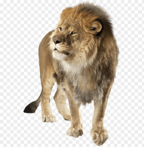 Lion - Background Lion Isolated Illustration On Transparent PNG