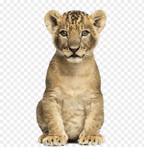 lioncub nala - cb editing animal PNG with no background free download