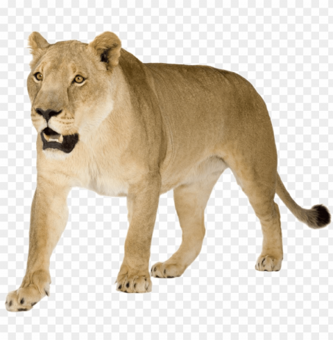 lioness image - lioness Isolated Object with Transparent Background in PNG